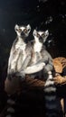 Two lemurs sitting Royalty Free Stock Photo