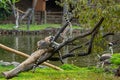 two lemurs in tree eating while sitting on log Royalty Free Stock Photo