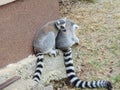 two lemurs at zoo during the summer Royalty Free Stock Photo