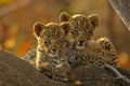 Two Leopard cubs