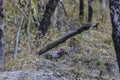 two leopard cubs playing in daylight Royalty Free Stock Photo