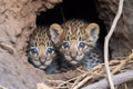 two leopard cubs playing together under a shady tree Royalty Free Stock Photo