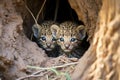 two leopard cubs playing together under a shady tree Royalty Free Stock Photo