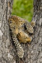 Two Leopard cubs Royalty Free Stock Photo