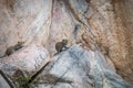 Two Leopard cubs on the rocks. Royalty Free Stock Photo