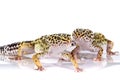 Two leopard geckos