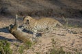 Two leopards play-fighting in a dry riverbed.