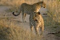 Two Leopards Walking Royalty Free Stock Photo