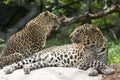 Two leopards