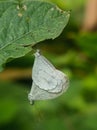 Two Leptosia nina butterfly in green leaf Royalty Free Stock Photo