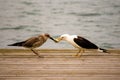 Two Lesser black-backed gulls (Larus fuscus) engaged in a dynamic battle over a fish