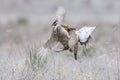 Two lesser prairie chickens fighting Royalty Free Stock Photo