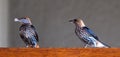 Two Lesser Striped swallows, one holding a feather in its beak, Cecropsis abyssinica, photographed at Sabi Sands, South Africa