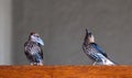 Two Lesser Striped swallows, one holding a feather in its beak, Cecropsis abyssinica, photographed at Sabi Sands, South Africa