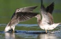 Two lesser yellowlegs