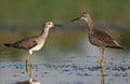 Two lesser yellowlegs