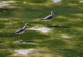 Two Lesser Yellowlegs Royalty Free Stock Photo