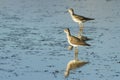 Two lesser yellowlegs Royalty Free Stock Photo