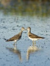 Two lesser yellowlegs Royalty Free Stock Photo