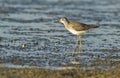 Two lesser yellowlegs Royalty Free Stock Photo