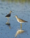 Two lesser yellowlegs Royalty Free Stock Photo