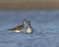two Lesser yellowlegs swimming together on the water in the ocean Royalty Free Stock Photo