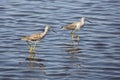 Two lesser yellowlegs wading in a pond, Merritt Island, Florida. Royalty Free Stock Photo