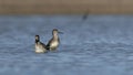Lesser Yellowlegs wading through a tranquil body of water Royalty Free Stock Photo