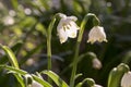 Two Leucojum vernum flowers, early spring snowflakes on the meadow