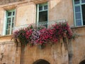 Colourful Flowers on Jerusalem Stone House, Israel Royalty Free Stock Photo