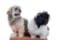 Two lhasa apso dogs Royalty Free Stock Photo