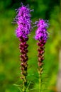 Two liatris flowers in field.