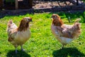 Two light brown hens stand close to each other, close up photo in garden