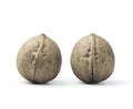 Two Light Brown Nutshells on White Background Royalty Free Stock Photo