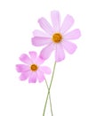 Two light pink Cosmos flowers isolated on white background. Garden Cosmos Royalty Free Stock Photo