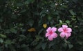 Two pink Hibiscus flowers bloom against dark green background of leaves Royalty Free Stock Photo