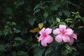 Two pink Hibiscus flowers bloom against dark green background of leaves Royalty Free Stock Photo