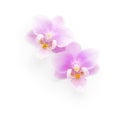 Two light pink orchids isolated on white background. Viewed from above Royalty Free Stock Photo