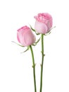 Two light pink Roses isolated on white background