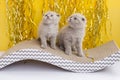 Two light Scottish kittens are playing. Yellow background. Funny animals. Pets