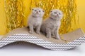 Two light Scottish kittens are playing. Yellow background. Funny animals. Pets