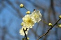 Two light yellow plum flowers blossom on a tree branch Royalty Free Stock Photo