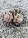 Close-up view of two lightning whelk shells.