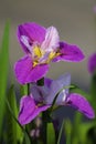 Two lilac iris flowers in blossom Royalty Free Stock Photo