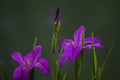 Two lilac iris flowers in the garden Royalty Free Stock Photo