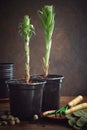 Two lilies in a flower pots. Two lily seedlings in pots. Gardening tools - spatula and rake, gloves, plastic pots, soil.