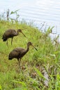 Two limpkin birds looking for food on the shore of Lake Igapo