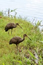 Two limpkin birds looking for food on the shore of Lake Igapo in Londrina city