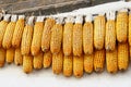 Two lines of corn cobs drying, China Royalty Free Stock Photo