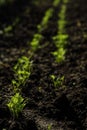 Two lines of young sprouts of carrot are growing from the soil on the vegetable garden. Vegetable growing at home. Royalty Free Stock Photo